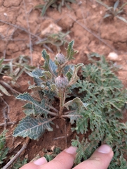Klasea pinnatifida