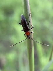 Stenosphenus dolosus