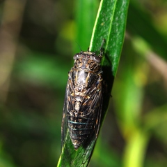 Physeema labyrinthica