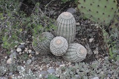 Echinocereus pectinatus pectinatus