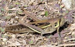 Schistocerca pallens