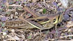 Schistocerca pallens