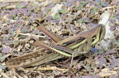 Schistocerca pallens