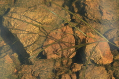 Potamogeton sibiricus