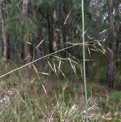 Capillipedium spicigerum