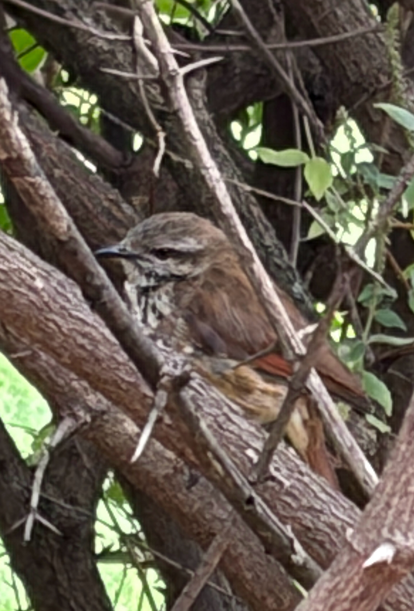 Spotted Palm Thrush (Cichladusa guttata), photo 3
