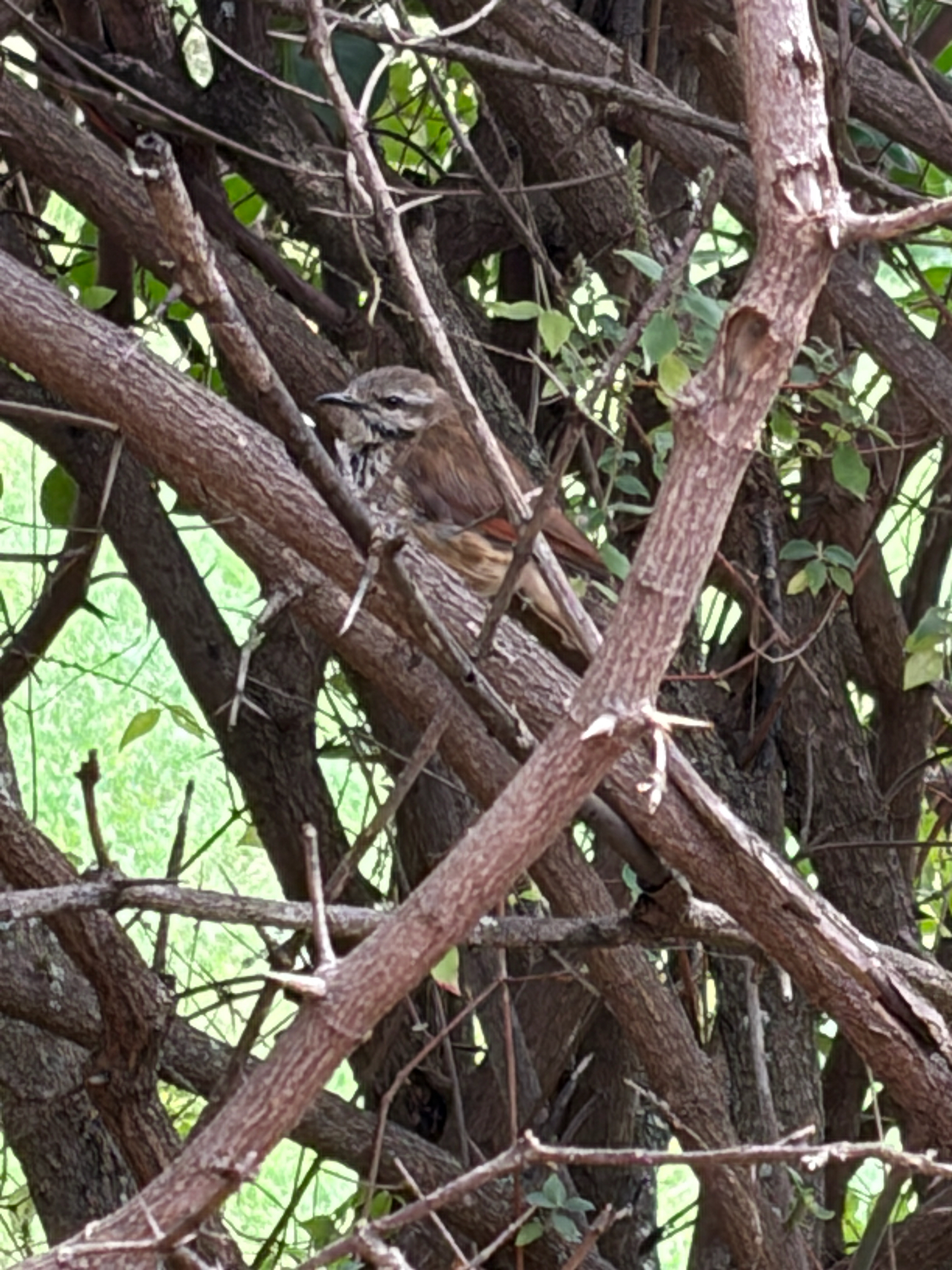 Spotted Palm Thrush (Cichladusa guttata), photo 4