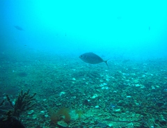 Pseudocaranx wrighti
