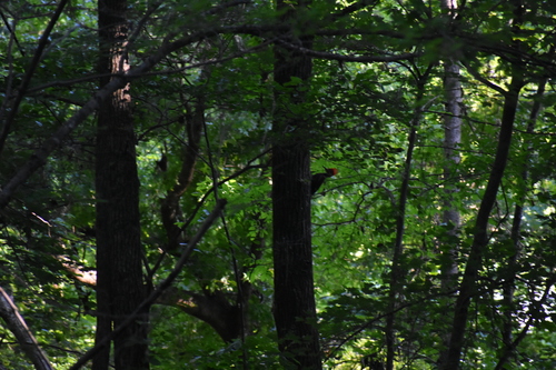Pileated Woodpecker photographed in Arkansas