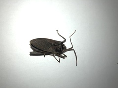 Acanthocephala declivis