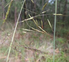 Capillipedium spicigerum