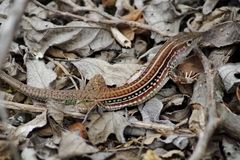 Medopheos edracanthus