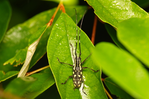 Pseudopsacothea albonotata