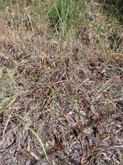 Capillipedium spicigerum