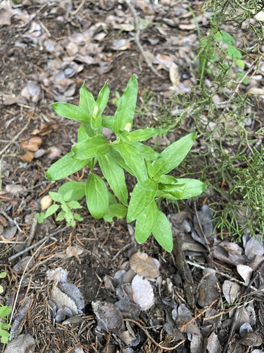 Spigelia hedyotidea, photograph 4