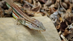 Medopheos edracanthus