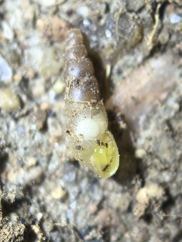Opeas observed 2026-05-18