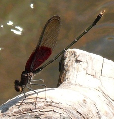 Hetaerina americana