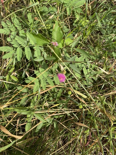 Mimosa quadrivalvis, photograph 2