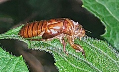 Cicadettinae