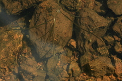 Potamogeton sibiricus