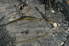 Potamogeton sibiricus