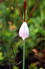 Cleistesiopsis