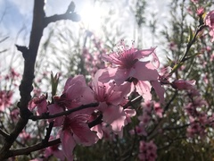 Prunus campanulata