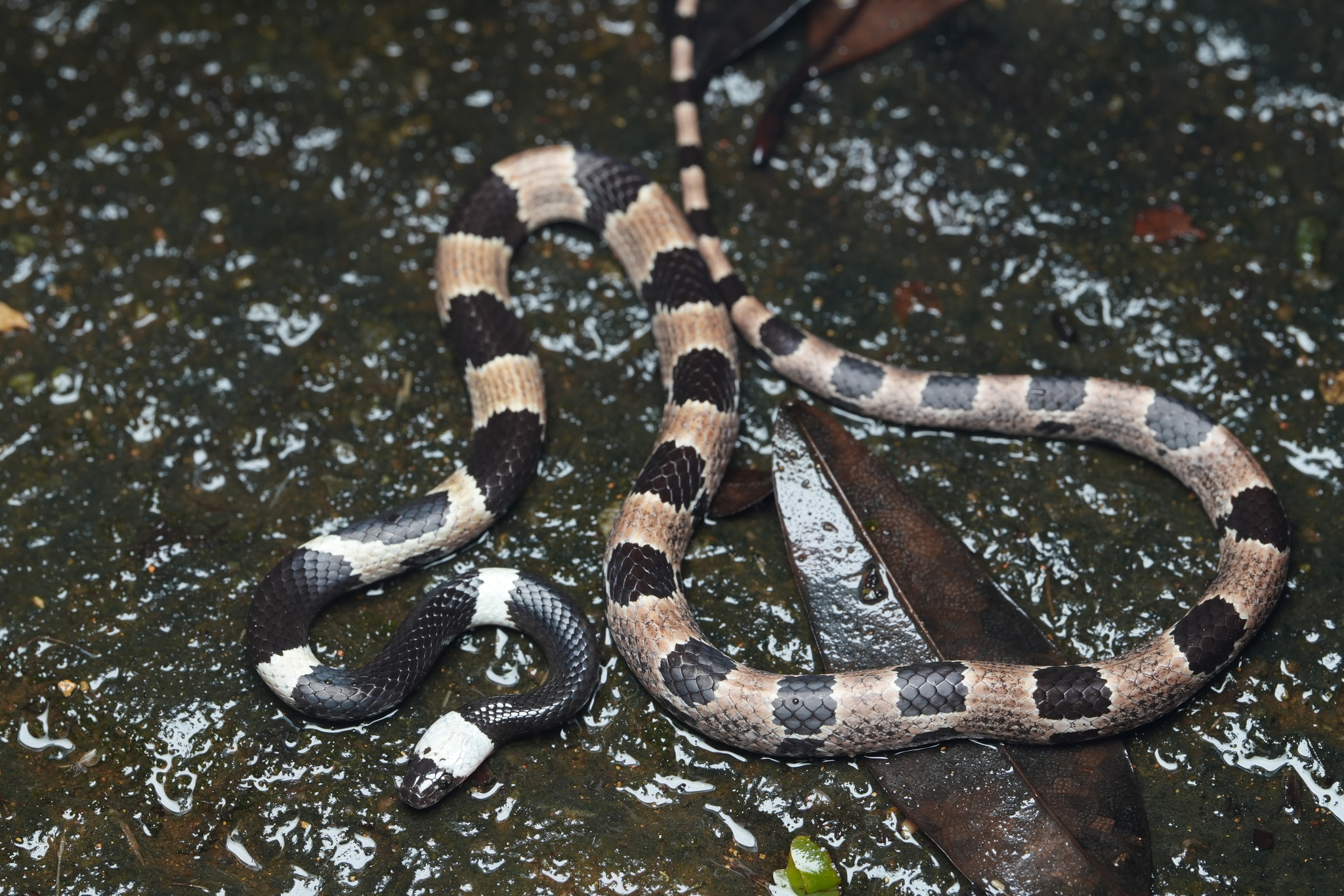 Sichuan Wolf Snake photo 8