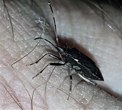 Aristaenetus similis