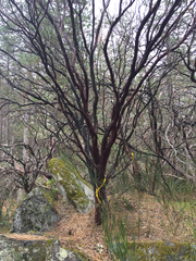 Arctostaphylos viscida viscida