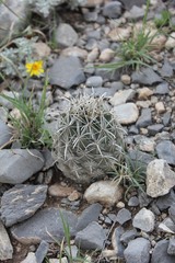 Coryphantha salinensis
