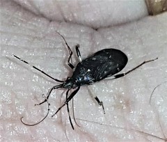 Aristaenetus similis