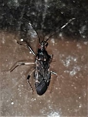 Aristaenetus similis