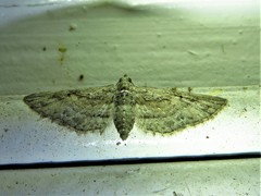 Eupithecia longidens