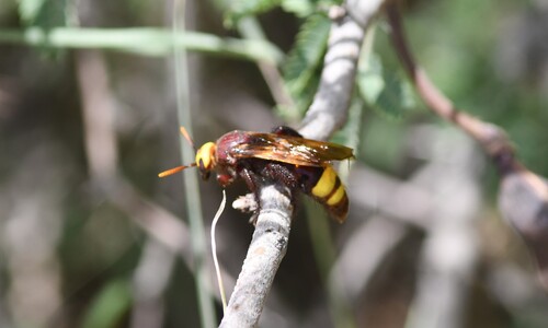 Scolia flaviceps