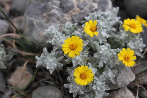 woolly pricklyleaf (Thymophylla micropoides)