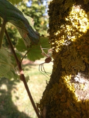 Phalangium opilio