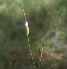 Eriachne pallescens