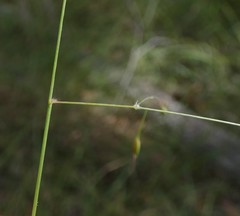 Eriachne pallescens