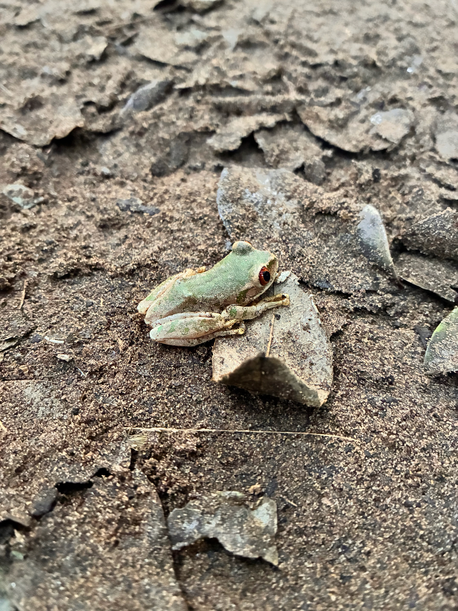 Leptopelis natalensis (Smith, 1849)