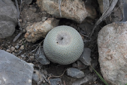 Epithelantha ilariae
