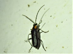 Rhagonycha lineola
