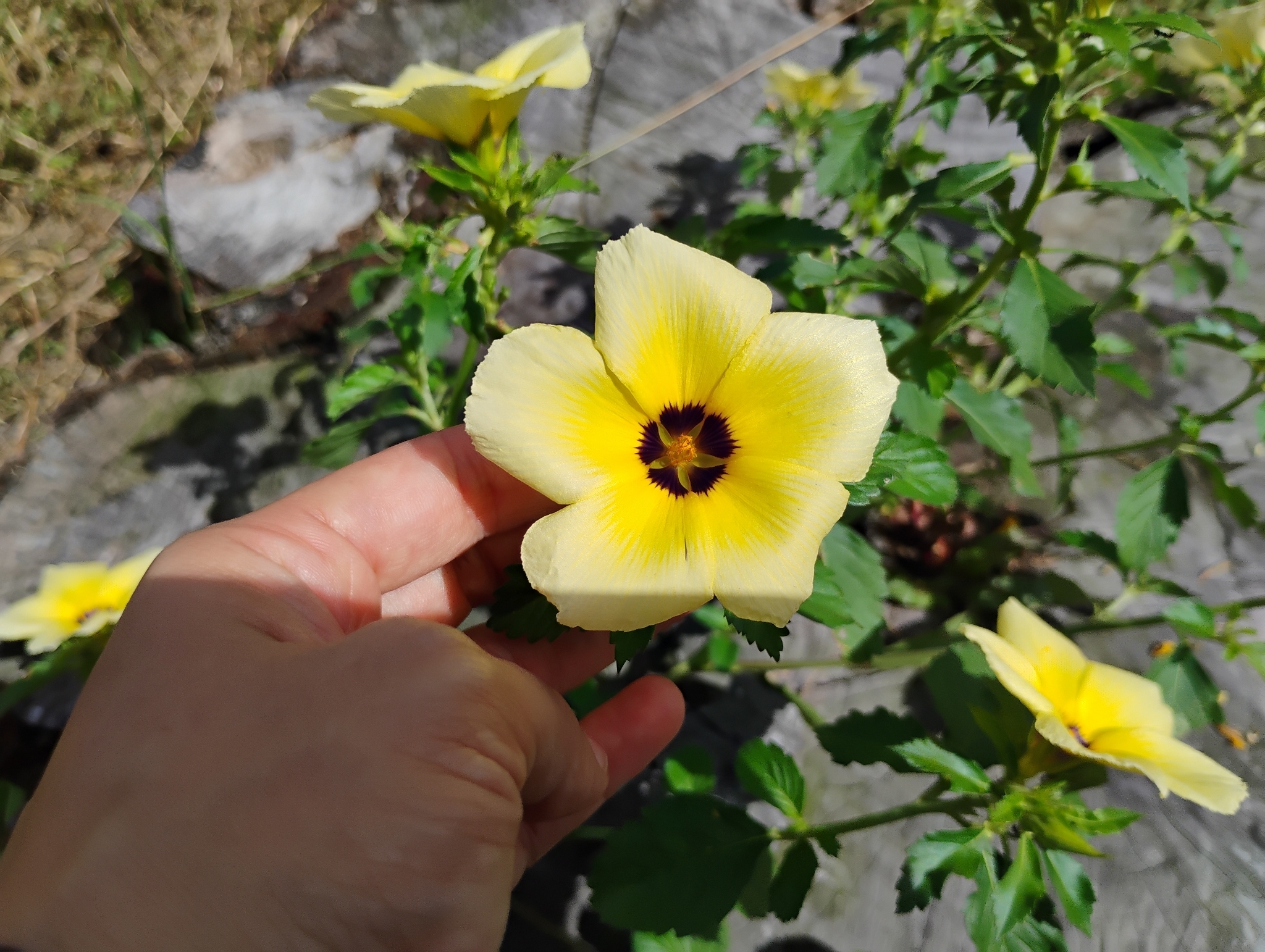 Turnera subulata