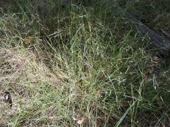 Eriachne pallescens