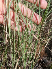 Eriachne pallescens
