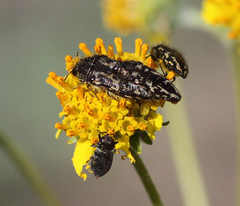 Acmaeodera cuneata