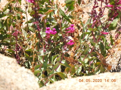 Penstemon clevelandii connatus