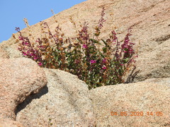 Penstemon clevelandii connatus
