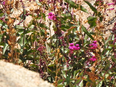 Penstemon clevelandii connatus